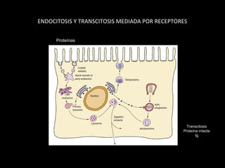 ENDOCITOSIS Y TRANSCITOSIS MEDIADA POR RECEPTORES
Proteínas
Transcitosis
Proteína intacta
Ig
 