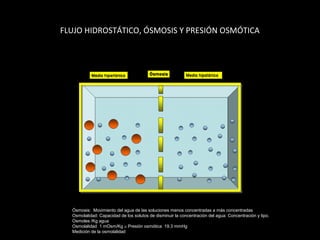 FLUJO HIDROSTÁTICO, ÓSMOSIS Y PRESIÓN OSMÓTICA
Ósmosis: Movimiento del agua de las soluciones menos concentradas a más concentradas
Osmolalidad: Capacidad de los solutos de disminuir la concentración del agua: Concentración y tipo.
Osmoles /Kg agua
Osmolalidad 1 mOsm/Kg ≅ Presión osmótica 19.3 mmHg
Medición de la osmolalidad
 