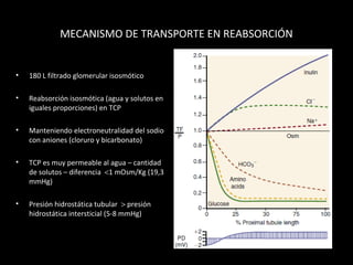 MECANISMO DE TRANSPORTE EN REABSORCIÓN
• 180 L filtrado glomerular isosmótico
• Reabsorción isosmótica (agua y solutos en
iguales proporciones) en TCP
• Manteniendo electroneutralidad del sodio
con aniones (cloruro y bicarbonato)
• TCP es muy permeable al agua – cantidad
de solutos – diferencia <1 mOsm/Kg (19,3
mmHg)
• Presión hidrostática tubular > presión
hidrostática intersticial (5-8 mmHg)
 