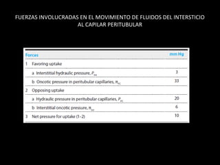 FUERZAS INVOLUCRADAS EN EL MOVIMIENTO DE FLUIDOS DEL INTERSTICIO
AL CAPILAR PERITUBULAR
 