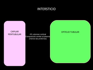 INTERSTICIO
CAPILAR
PERITUBULAR
EPITELIO TUBULAR
4% volumen cortical
Composición similar al plasma
(menos las proteínas)
 