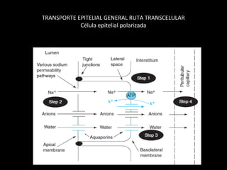 TRANSPORTE EPITELIAL GENERAL RUTA TRANSCELULAR
Célula epitelial polarizada
 