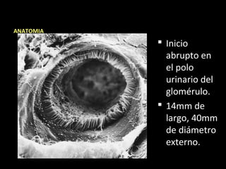 ANATOMIA
 Inicio
abrupto en
el polo
urinario del
glomérulo.
 14mm de
largo, 40mm
de diámetro
externo.
 