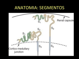 ANATOMIA: SEGMENTOS
 