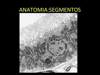 ANATOMIA:SEGMENTOS
 
