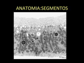 ANATOMIA:SEGMENTOS
 