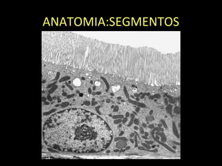 ANATOMIA:SEGMENTOS
 
