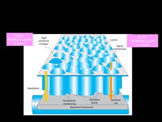 RUTA
PARACELULAR
(1 paso)
RUTA
TRANSCELULAR
(2 pasos)
 