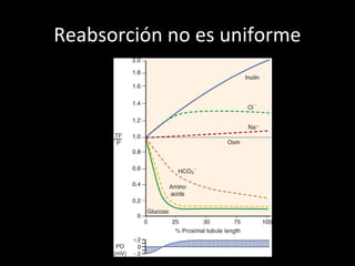 Reabsorción no es uniforme
 