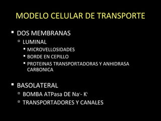 MODELO CELULAR DE TRANSPORTE
 DOS MEMBRANAS
 LUMINAL
 MICROVELLOSIDADES
 BORDE EN CEPILLO
 PROTEINAS TRANSPORTADORAS Y ANHIDRASA
CARBONICA
 BASOLATERAL
 BOMBA ATPasa DE Na+
- K+
 TRANSPORTADORES Y CANALES
 