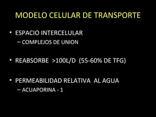 MODELO CELULAR DE TRANSPORTE
• ESPACIO INTERCELULAR
– COMPLEJOS DE UNION
• REABSORBE >100L/D (55-60% DE TFG)
• PERMEABILIDAD RELATIVA AL AGUA
– ACUAPORINA - 1
 