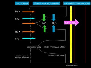 Na+
+ H2ONa+
Na +
H2O
Na +
H2O
ESPACIO INTERCELULAR LATERAL
MEMBRANA BASOLATERAL
MEMBRANA BASAL
MEMBRANA LUMINAL
MICROVELLOSIDADES
COMPLEJO DE UNIÓN
CÉLULA TUBULAR PROXIMALLUZ TUBULAR CAPILARES PERITUBULARES
H2O
 
