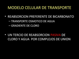 MODELO CELULAR DE TRANSPORTE
• REABSORCION PREFERENTE DE BICARBONATO
– TRANSPORTE OSMOTICO DE AGUA
– GRADIENTE DE CLORO
• UN TERCIO DE REABSORCION PASIVA DE
CLORO Y AGUA POR COMPLEJOS DE UNION
 