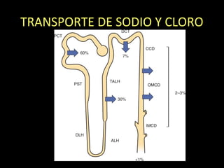 TRANSPORTE DE SODIO Y CLORO
 
