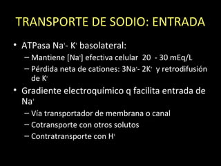 TRANSPORTE DE SODIO: ENTRADA
• ATPasa Na+
- K+
basolateral:
– Mantiene [Na+
] efectiva celular 20 - 30 mEq/L
– Pérdida neta de cationes: 3Na+
- 2K+
y retrodifusión
de K+
• Gradiente electroquímico q facilita entrada de
Na+
– Vía transportador de membrana o canal
– Cotransporte con otros solutos
– Contratransporte con H+
 