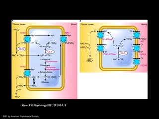 .
Fry A C , Karet F E Physiology 2007;22:202-211
©2007 by American Physiological Society
 