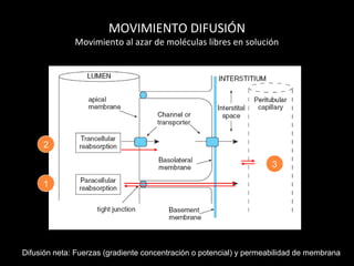 MOVIMIENTO DIFUSIÓN
Movimiento al azar de moléculas libres en solución
Difusión neta: Fuerzas (gradiente concentración o potencial) y permeabilidad de membrana
1
2
3
 
