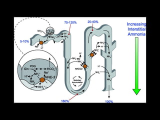Ammonia transport along the various renal epithelial segments.
Weiner I D , Verlander J W Am J Physiol Renal Physiol
2011;300:F11-F23
©2011 by American Physiological Society
 
