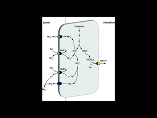 Ammonia transport in the proximal tubule.
Weiner I D , Verlander J W Am J Physiol Renal Physiol
2011;300:F11-F23
©2011 by American Physiological Society
 
