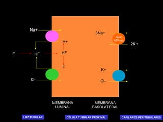 Na/K
ATPasa
MEMBRANA
LUMINAL
MEMBRANA
BASOLATERAL
3Na+
2K+
K+
Cl-
HF
H+
Na+
HF
Cl-
LUZ TUBULAR CAPILARES PERITUBULARESCÉLULA TUBULAR PROXIMAL
F
F
 