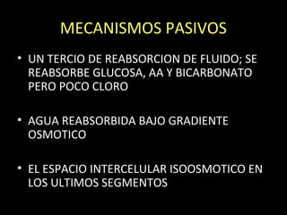 MECANISMOS PASIVOS
• UN TERCIO DE REABSORCION DE FLUIDO; SE
REABSORBE GLUCOSA, AA Y BICARBONATO
PERO POCO CLORO
• AGUA REABSORBIDA BAJO GRADIENTE
OSMOTICO
• EL ESPACIO INTERCELULAR ISOOSMOTICO EN
LOS ULTIMOS SEGMENTOS
 