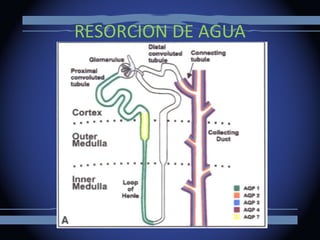 RESORCION DE AGUA
 