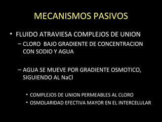 MECANISMOS PASIVOS
• FLUIDO ATRAVIESA COMPLEJOS DE UNION
– CLORO BAJO GRADIENTE DE CONCENTRACION
CON SODIO Y AGUA
– AGUA SE MUEVE POR GRADIENTE OSMOTICO,
SIGUIENDO AL NaCl
• COMPLEJOS DE UNION PERMEABLES AL CLORO
• OSMOLARIDAD EFECTIVA MAYOR EN EL INTERCELULAR
 