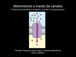 Movimiento a través de canales
Proteínas de membrana integrales: Canales y Transportadores
Canales: Pequeños poros (agua o solutos específicos)
Sodio o potasio
 