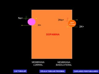 Na/K
ATPasa
MEMBRANA
LUMINAL
MEMBRANA
BASOLATERAL
3Na+
2K+
H+
Na+
LUZ TUBULAR CAPILARES PERITUBULARESCÉLULA TUBULAR PROXIMAL
DOPAMINA
 
