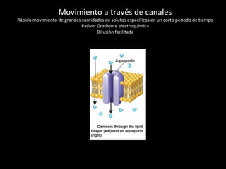 Movimiento a través de canales
Rápido movimiento de grandes cantidades de solutos específicos en un corto periodo de tiempo
Pasivo: Gradiente electroquímica
Difusión facilitada
 