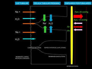 Na+
Na +
H2O
Na +
H2O
ESPACIO INTERCELULAR LATERAL
MEMBRANA BASOLATERAL
MEMBRANA BASAL
MEMBRANA LUMINAL
MICROVELLOSIDADES
COMPLEJO DE UNIÓN
CÉLULA TUBULAR PROXIMALLUZ TUBULAR CAPILARES PERITUBULARES
H2O
Πptc 26 mmHg
Pptc 13 mmHg
Πit
Pit
 