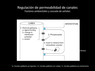 Regulación de permeabilidad de canales
Factores ambientales y cascada de señales
1a. Canales gatillados por ligandos; 1b. Canales gatillados por voltaje; 1c. Canales gatillados por estiramiento
4. Expresión genómica
 