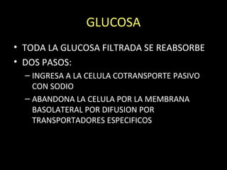 GLUCOSA
• TODA LA GLUCOSA FILTRADA SE REABSORBE
• DOS PASOS:
– INGRESA A LA CELULA COTRANSPORTE PASIVO
CON SODIO
– ABANDONA LA CELULA POR LA MEMBRANA
BASOLATERAL POR DIFUSION POR
TRANSPORTADORES ESPECIFICOS
 