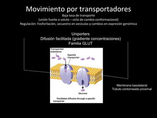Movimiento por transportadores
Baja tasa de transporte
(unión fuerte a soluto – ciclo de cambio conformacional)
Regulación: Fosforilación, secuestro en vesículas y cambios en expresión genómica
Uniporters
Difusión facilitada (gradiente concentraciones)
Familia GLUT
Membrana basolateral
Túbulo contorneado proximal
 