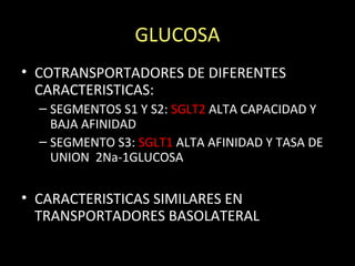 GLUCOSA
• COTRANSPORTADORES DE DIFERENTES
CARACTERISTICAS:
– SEGMENTOS S1 Y S2: SGLT2 ALTA CAPACIDAD Y
BAJA AFINIDAD
– SEGMENTO S3: SGLT1 ALTA AFINIDAD Y TASA DE
UNION 2Na-1GLUCOSA
• CARACTERISTICAS SIMILARES EN
TRANSPORTADORES BASOLATERAL
 