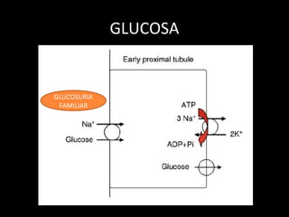 GLUCOSA
GLUCOSURIA
FAMILIAR
 