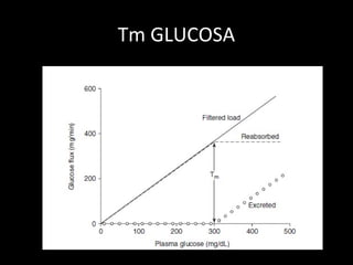 Tm GLUCOSA
 