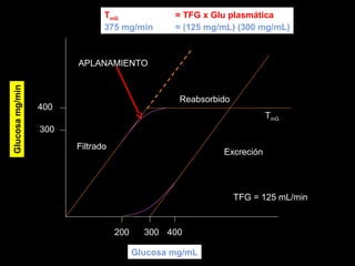200 300
Glucosa mg/mL
Filtrado
Reabsorbido
TmG
300
400
Excreción
TFG = 125 mL/min
TmG = TFG x Glu plasmática
375 mg/min = (125 mg/mL) (300 mg/mL)
Glucosamg/min
APLANAMIENTO
400
 