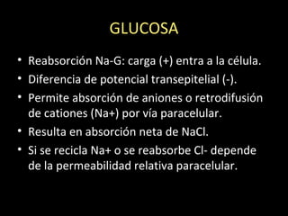 GLUCOSA
• Reabsorción Na-G: carga (+) entra a la célula.
• Diferencia de potencial transepitelial (-).
• Permite absorción de aniones o retrodifusión
de cationes (Na+) por vía paracelular.
• Resulta en absorción neta de NaCl.
• Si se recicla Na+ o se reabsorbe Cl- depende
de la permeabilidad relativa paracelular.
 