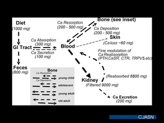 Schematic of calcium balance in a young adult who ingested 1000 mg/d dietary calcium.
Felsenfeld A J , Levine B S CJASN 2006;1:641-654
©2006 by American Society of Nephrology
 