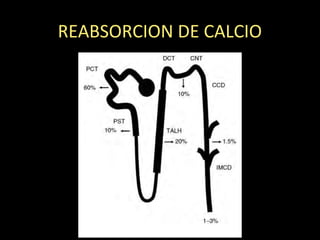 REABSORCION DE CALCIO
 