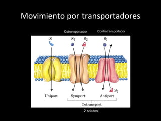 Movimiento por transportadores
2 solutos
Cotransportador Contratransportador
 