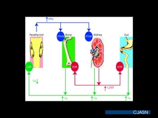 Regulation of serum calcium homeostasis.
Peacock M CJASN 2010;5:S23-S30
©2010 by American Society of Nephrology
 