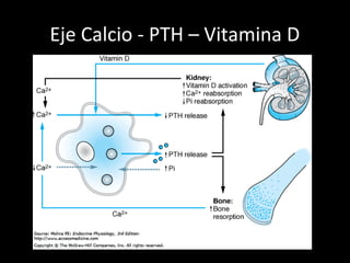 Eje Calcio - PTH – Vitamina D
 