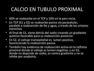 CALCIO EN TUBULO PROXIMAL
• 60% se reabsorbe en el TCP y 10% en la pars recta.
• En TCP (S1 y S2) se reabsorbe pasiva vía paracelular,
paralelo a reabsorción de Na y agua, a través de las uniones
estrechas
• Al final de S1, viene detrás del sodio creando un gradiente
químico favorable para su reabsorción posterior.
• En S2, el voltaje transepitelial es lumen positivo,
favoreciendo la reabsorción pasiva.
• También hay evidencia de reabsorción activa en la nefrona
proximal donde el voltaje es lumen negativo, y en S3,
donde no depende de sodio, es contra gradiente y no se
inhibe por ouabaina.
 
