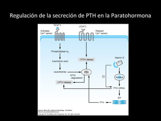 Regulación de la secreción de PTH en la Paratohormona
 