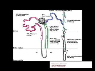 Intrarenal localization and roles of the calcium-sensing receptor (CaSR).
Riccardi D , Brown E M Am J Physiol Renal Physiol
2010;298:F485-F499
©2010 by American Physiological Society
 