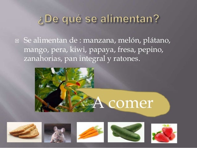 De Que Se Alimenta El Canario
