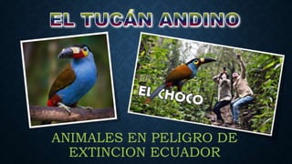 ANIMALES EN PELIGRO DE
EXTINCION ECUADOR
 