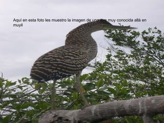 Aquí en esta foto les muestro la imagen de una ave muy conocida allá en muyil
